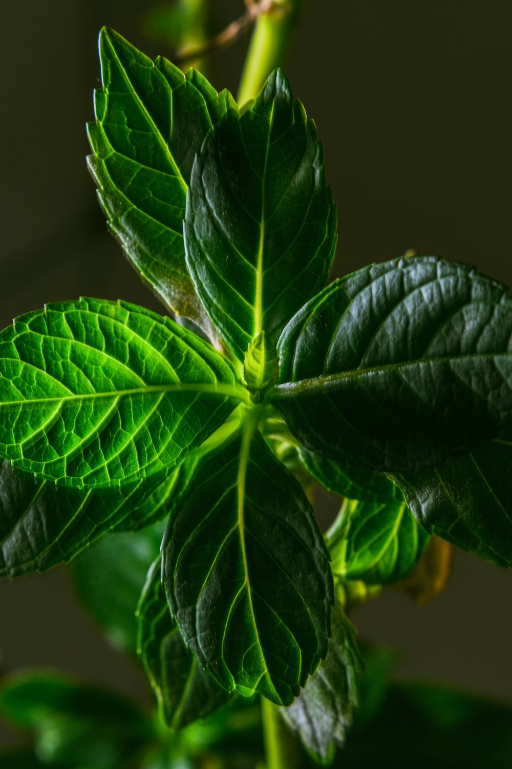 Fresh peppermint leaves, one of the flavouring ingredients